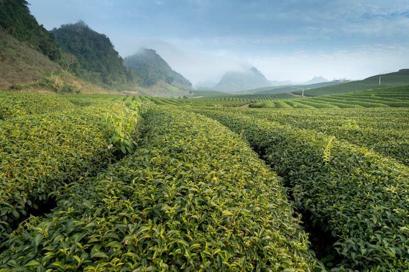 Tea Plantations